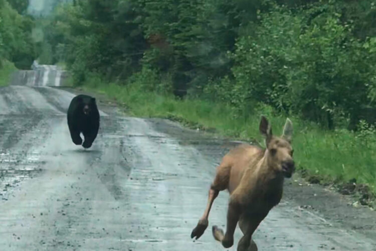 Maine couple helps moose calf escape from bear